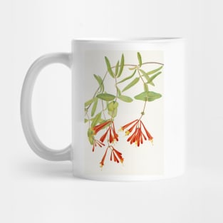 Coral honeysuckle - Botanical Illustration Mug